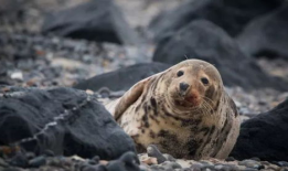 海豹视频,海洋生物的灵动瞬间